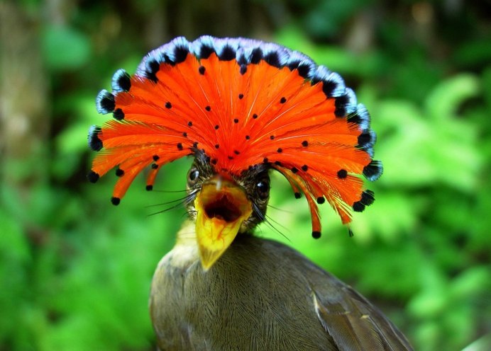 Балийский скворец (Leucopsar rothschildi)