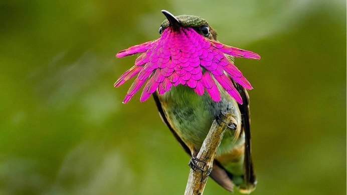 Paradisaea Guilielmi