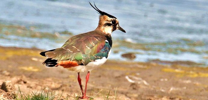 Lapwings Wading Bird Red face Yellow Legs