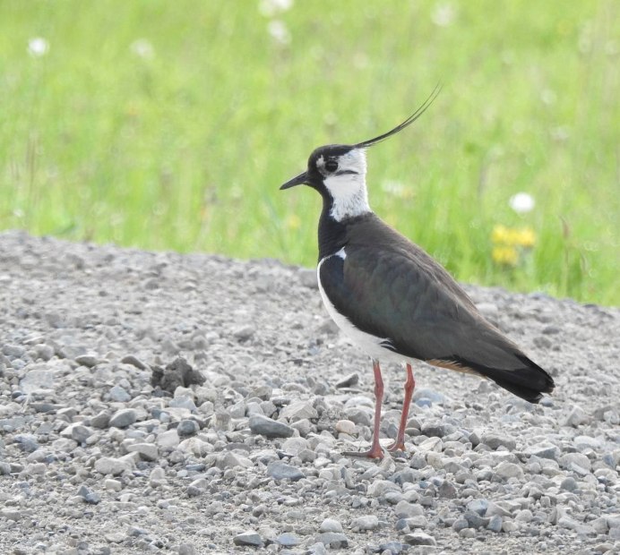 Vanellus coronatus)