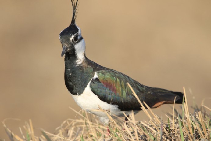 Чибис Vanellus Vanellus