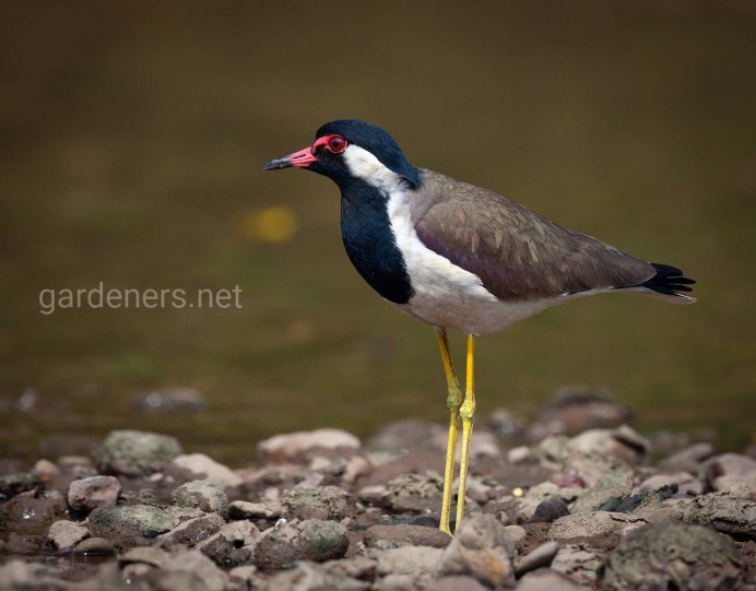 Red wattled Lapwing