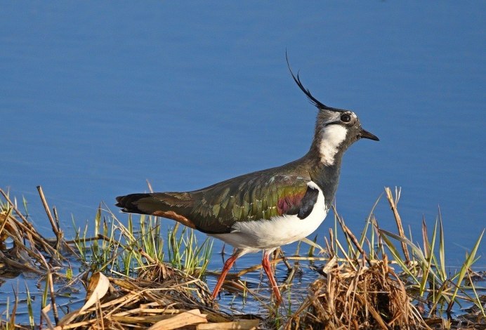 Чибис Vanellus Vanellus