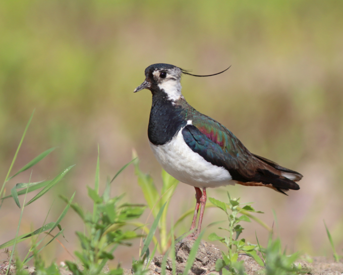 The Red-wattled Lapwing (Vanellus indicus)