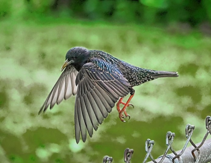 The Starling (скворец)