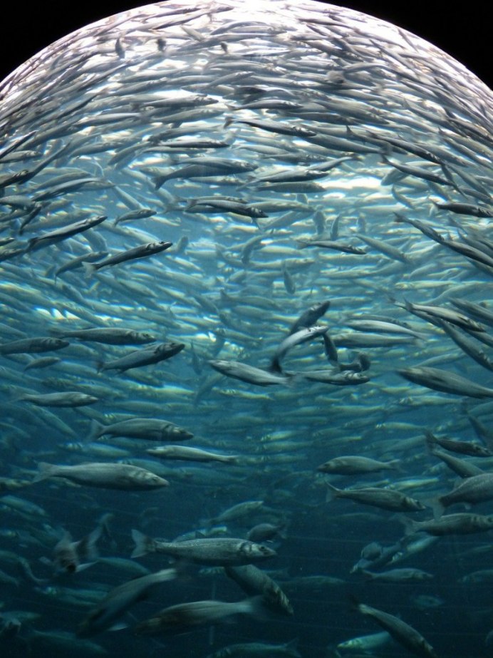 Сардины морепродукты