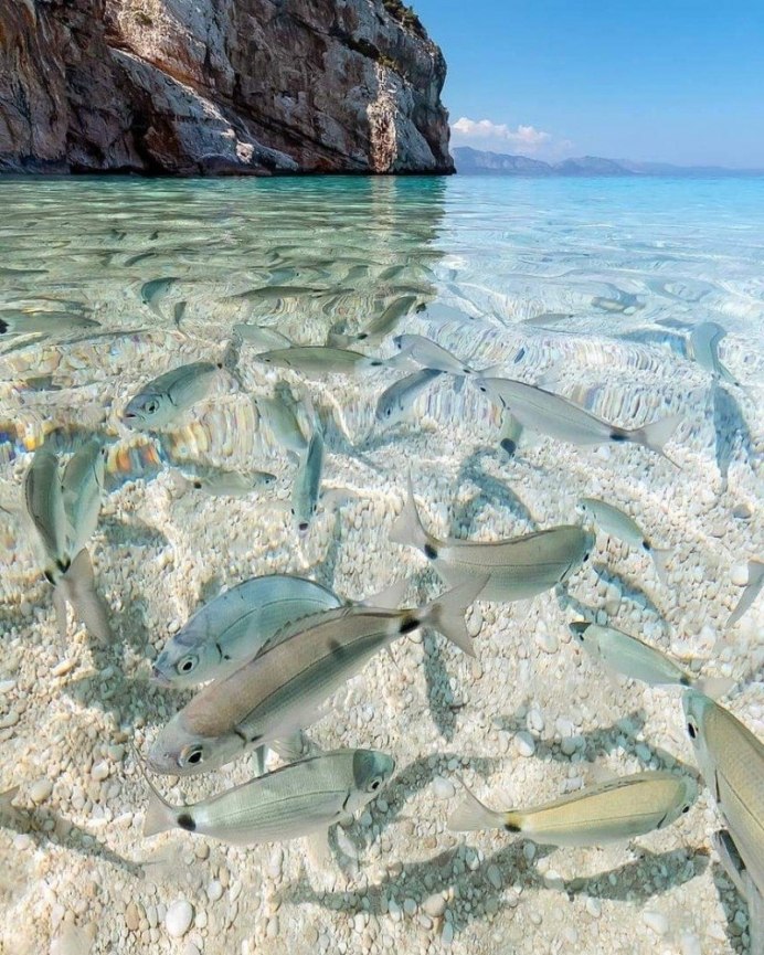 Sardinops sagax