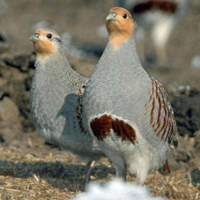 Серая куропатка самец