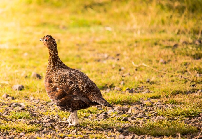 Серая куропатка (Perdix Perdix)