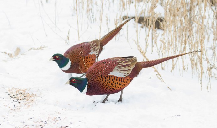 Фазан Дальневосточный зимой