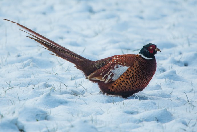 Дагестан птица фазан