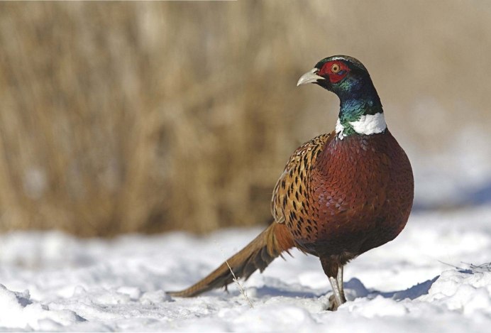 Фазан обыкновенный зимой
