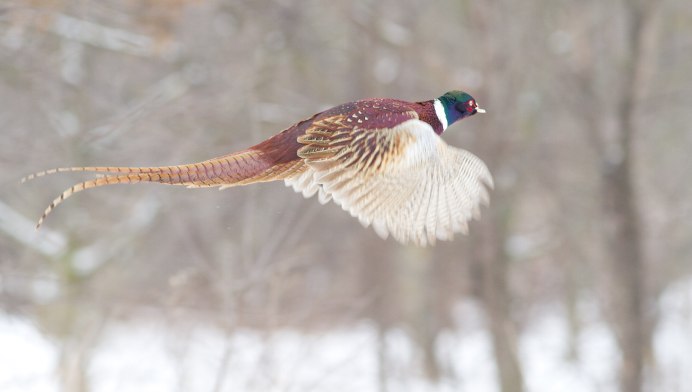 Фазан Амурский зимой