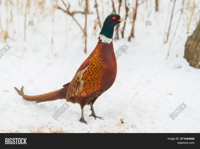 Фазаны в дикой природе зимой