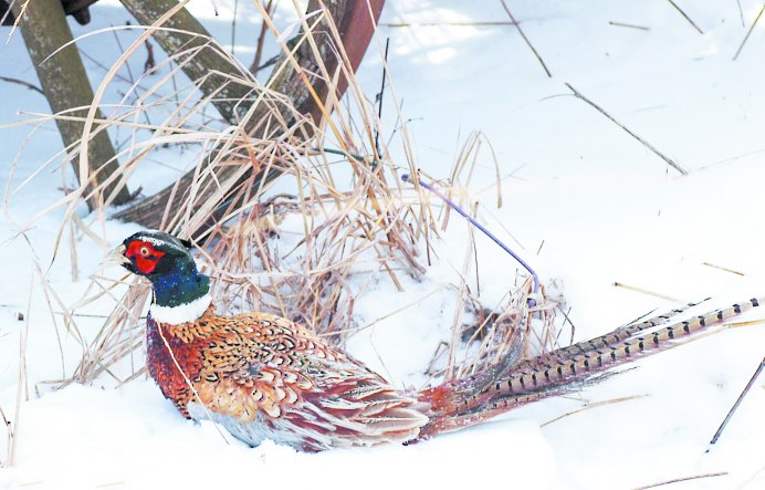 Птицы вдоль дороги