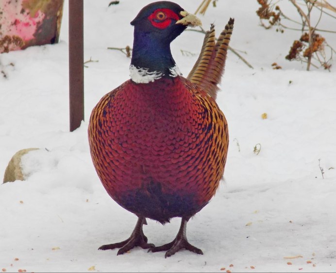 Буфаны золотой фазан