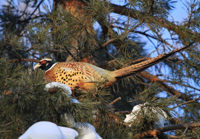 Фазан зимой