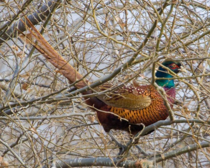 Маньчжурский фазан