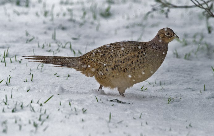 Голубой охотничий фазан