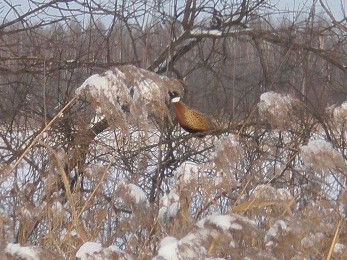 Белоухий фазан