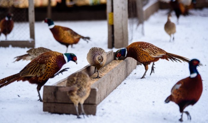 Фазан в снегу