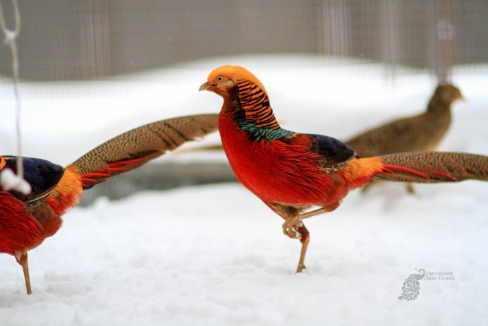 Фазан обыкновенный охота