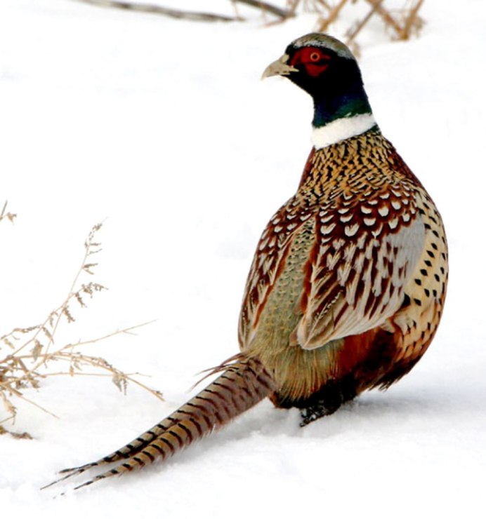 Северокавказский фазан