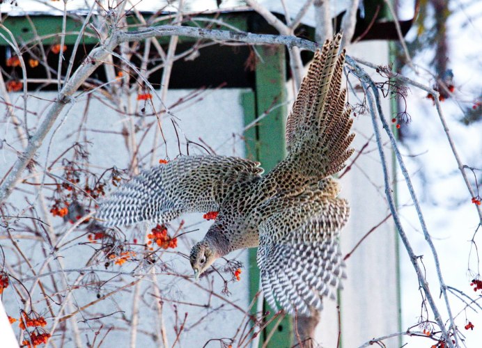 Фазан в снегу