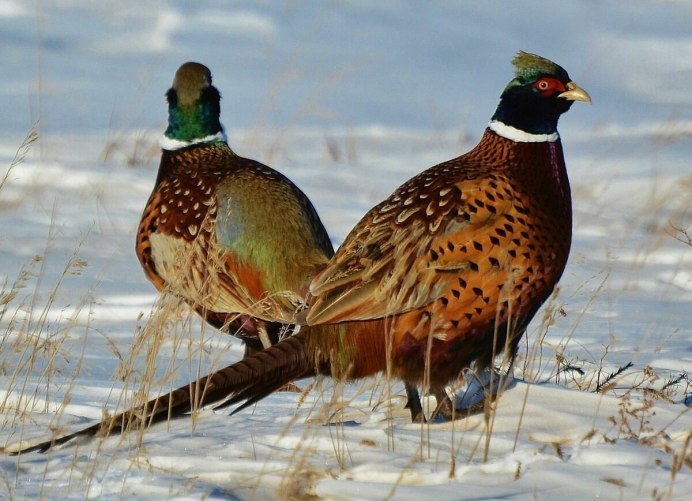 Фазан Амурская область