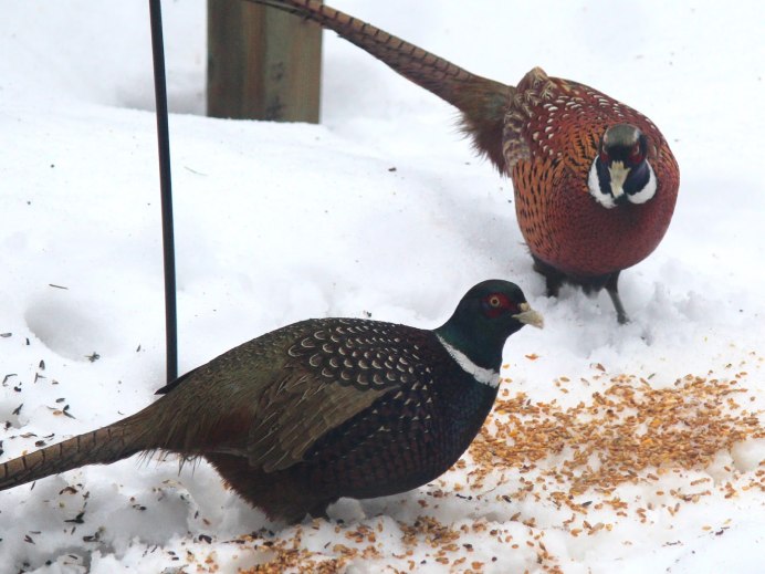 Зимующие птицы фазан