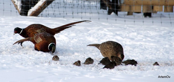 Фазан самка зимой