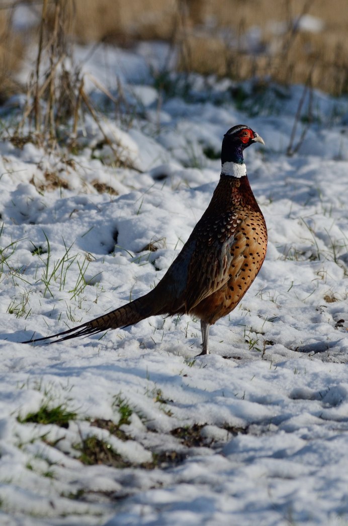 Фазан Дальневосточный