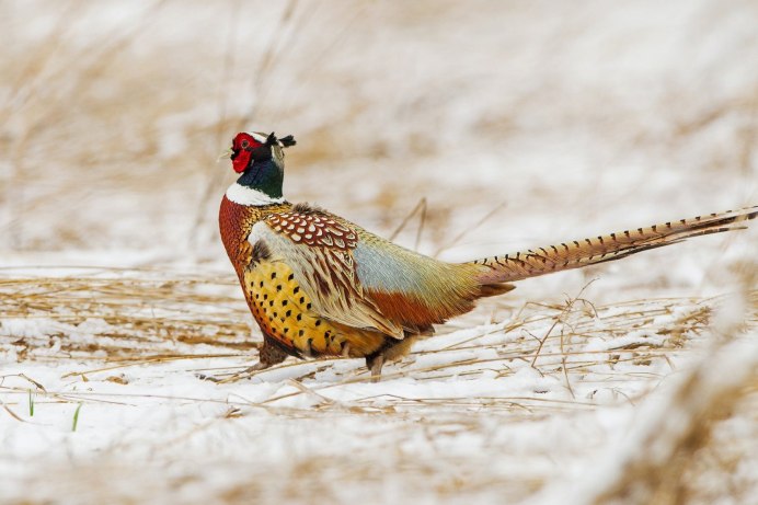 Кормушка для фазана в природе