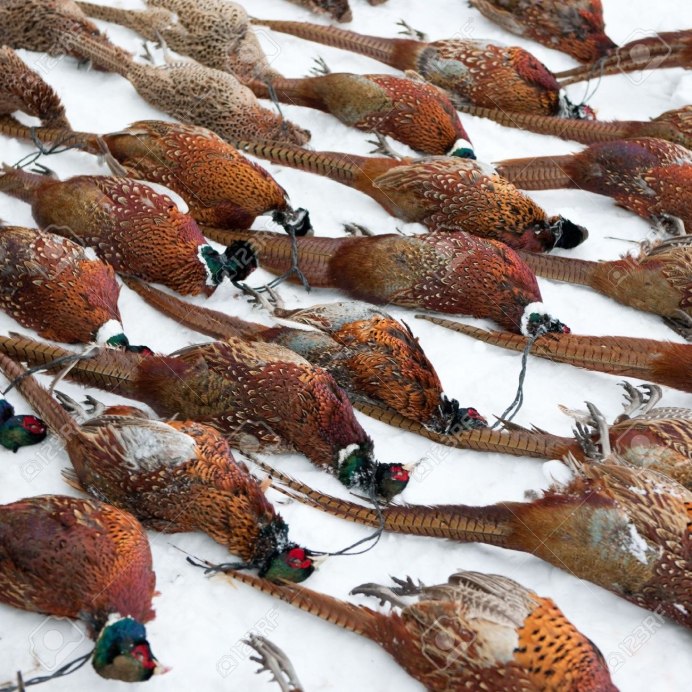 Фазан Амурская область