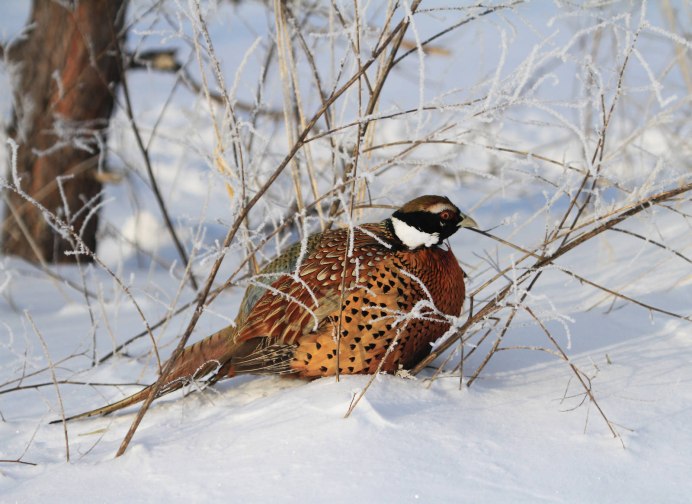 Фазан подстреленный зимой