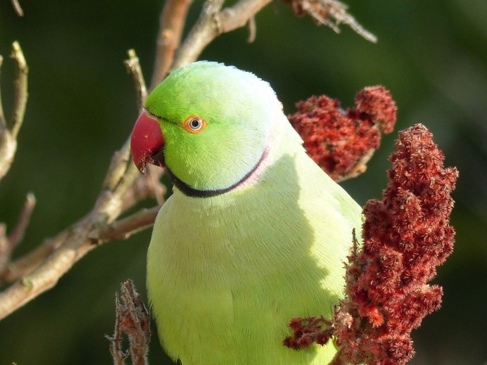 Indian ringneck попугай