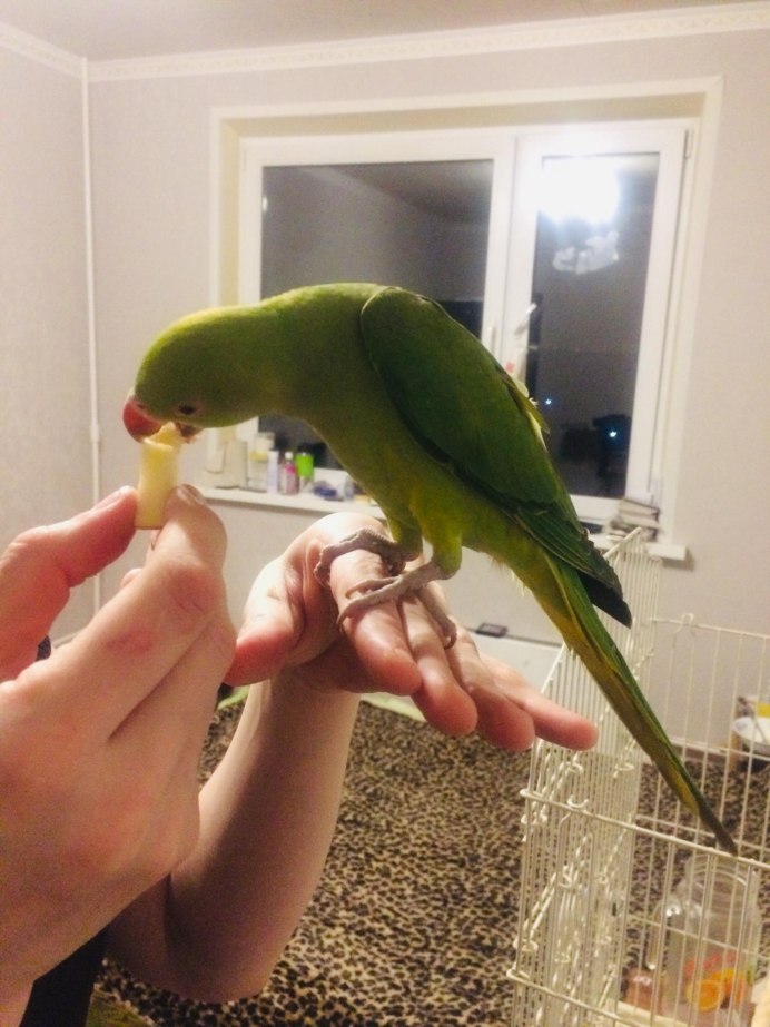 Индийский ожереловый попугай