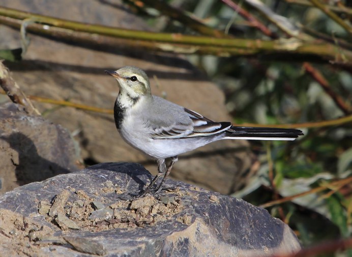 Белая трясогузка Motacilla Alba