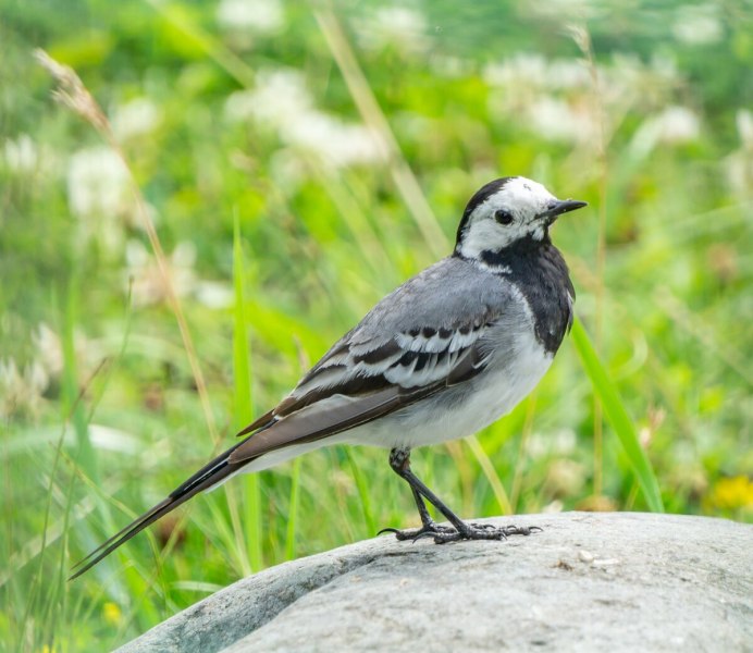 Горная трясогузка (Motacilla cinerea)