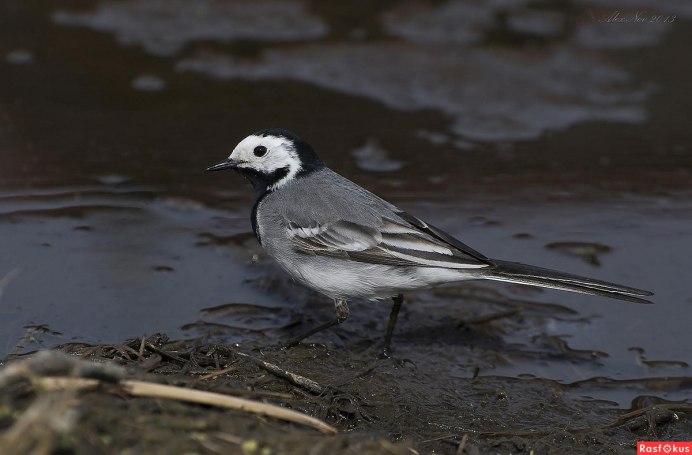 Motacilla Alba