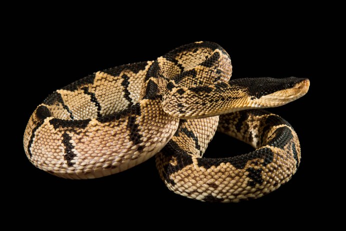 Бушмейстер (Lachesis muta)