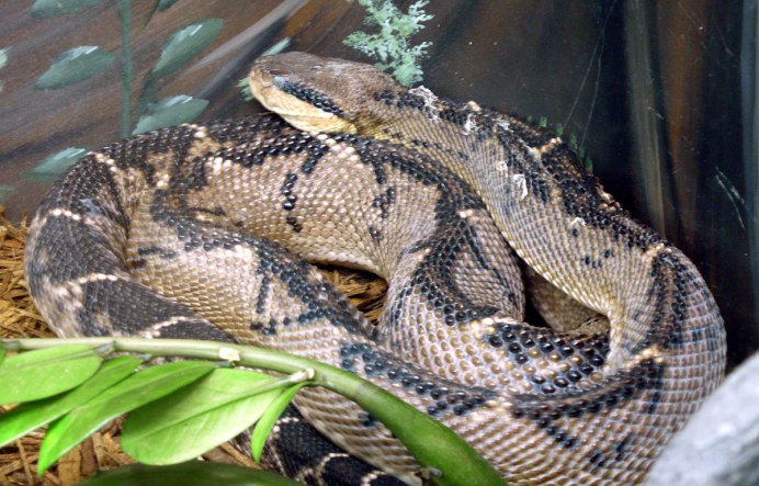 Бушмейстер (Lachesis mutus)