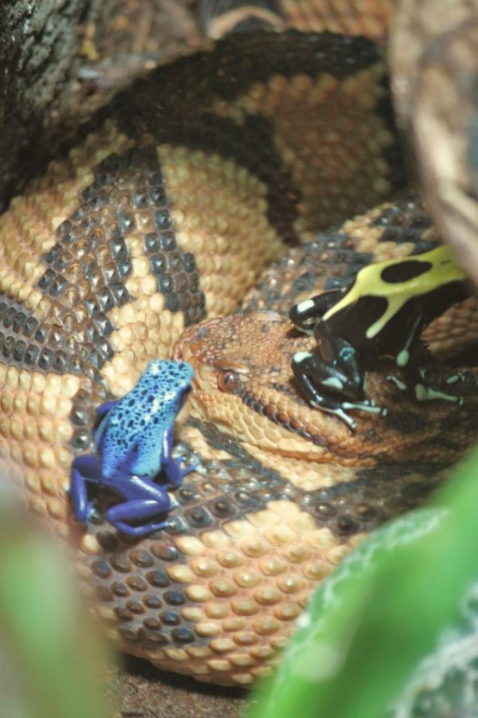 Бушмейстер (Lachesis muta)
