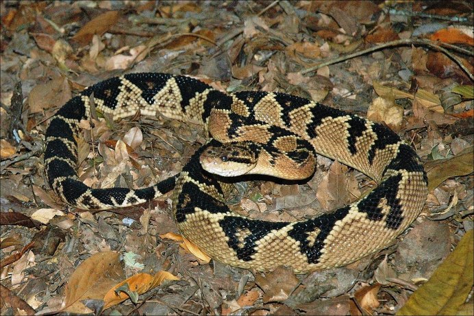 Бушмейстер (Lachesis muta)