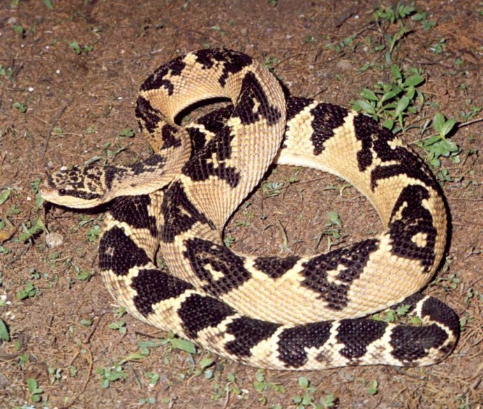 Бушмейстер (Lachesis muta)