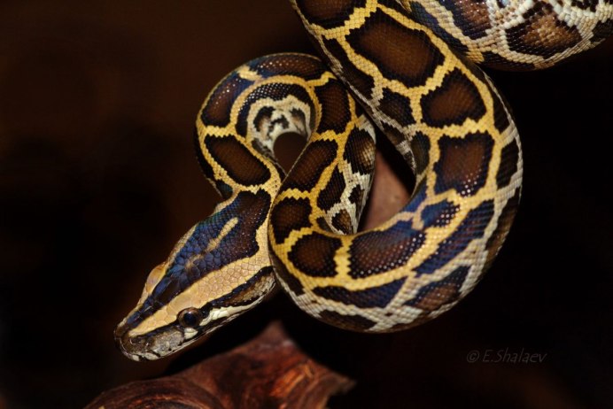 Bushmaster Snake