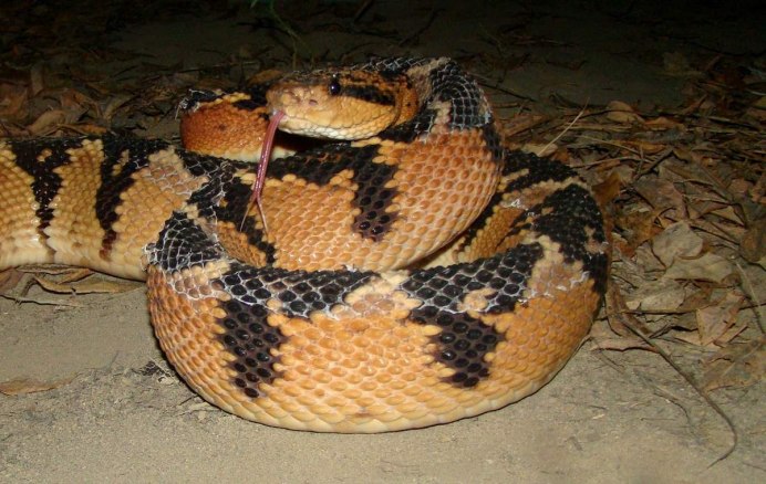 Бушмейстер (Lachesis muta)