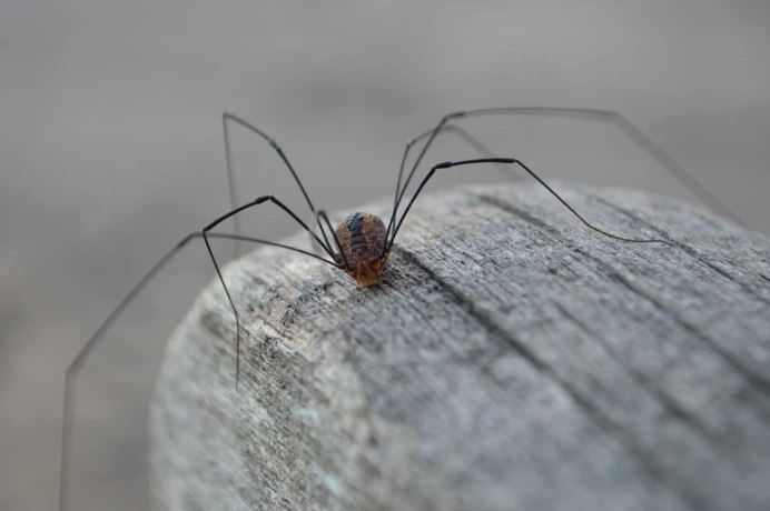 Фаланговидный фолькус (Pholcus phalangioides)