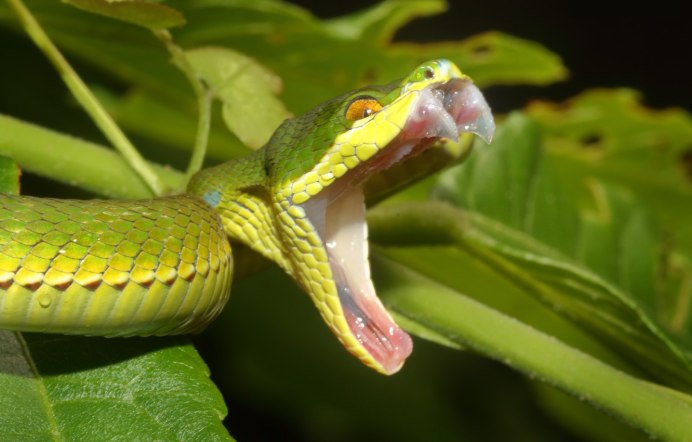 Кустарниковая гадюка (Atheris