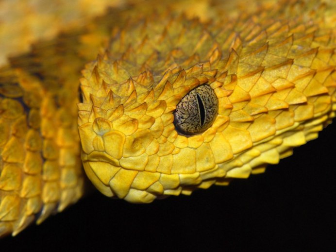 Pit Viper змея
